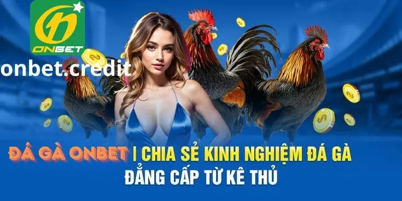 kinh nghiệm chơi đá gà online tại nhà cái Onbet